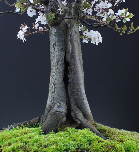 Black Cherry Plum Bonsai 